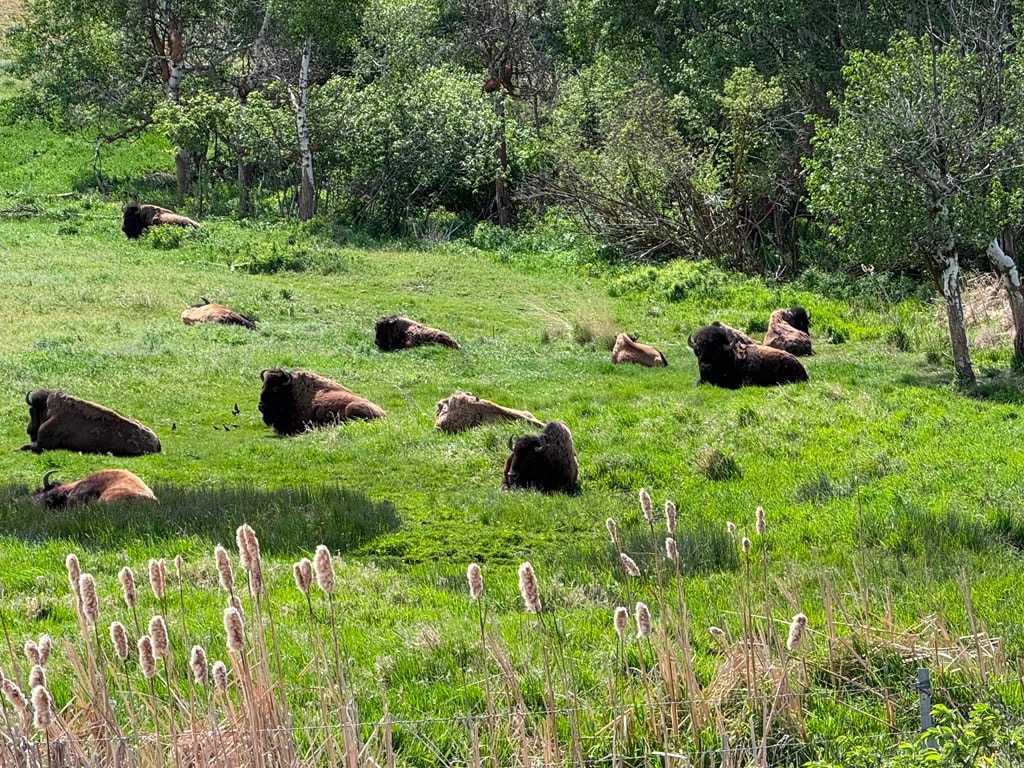 Bison on the ranch