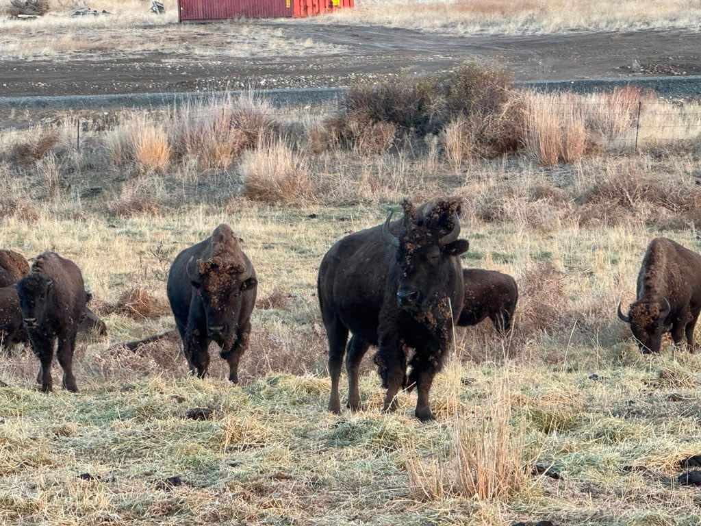 Bison in the field