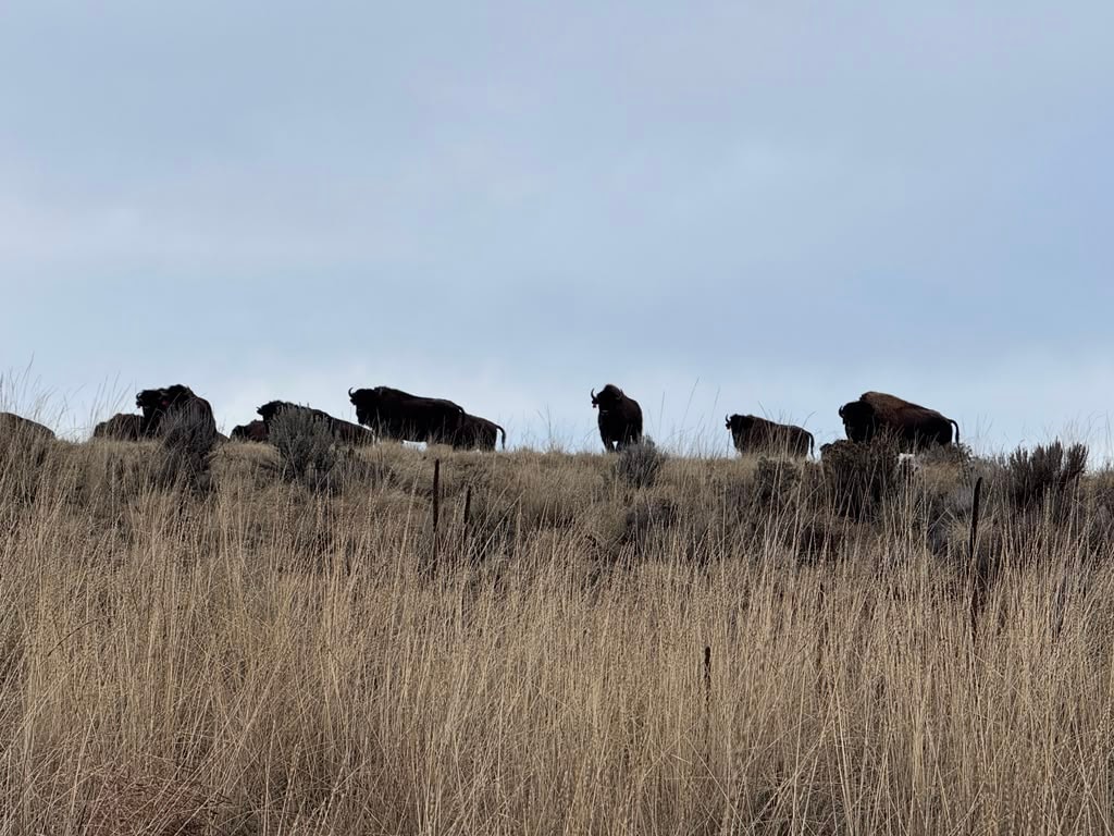 Bison on the ranch