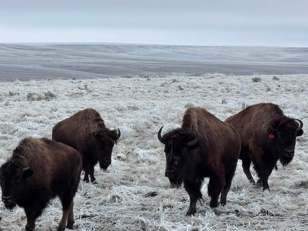 Bison hunt scene
