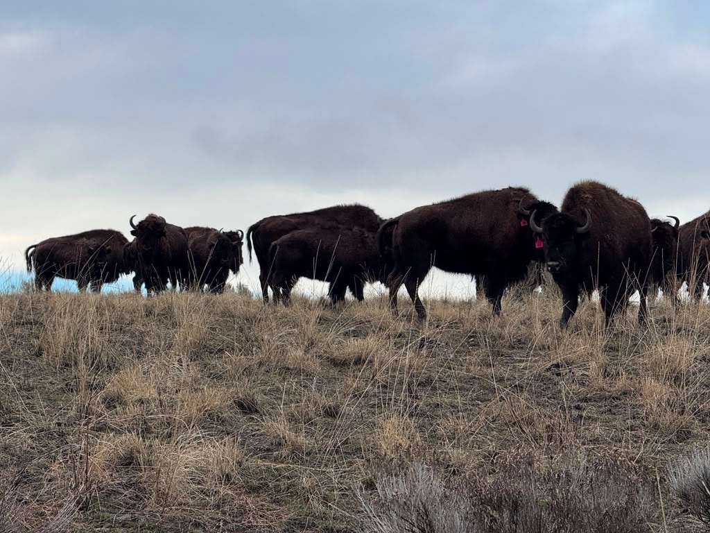 Camp and lodge on the ranch